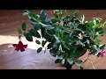 Домашние растения 1. Какой цветок купить домой? Цветущая лиана дипладения или мандевилла.