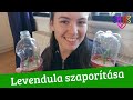 Levendula szaporítása dugványozással | Tavaszi levendula kísérlet (1. rész)