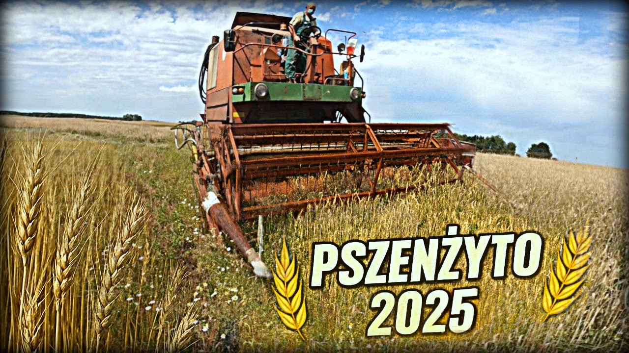 Żniwa 2025. DZIŚ MOKRE PSZENŻYTO ?