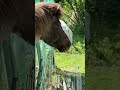 ごはんが食べたいテディ #sonic #horse