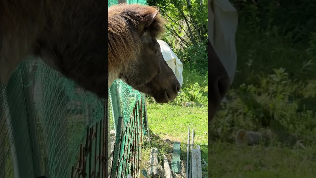 ごはんが食べたいテディ #sonic #horse