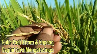 Download lagu Penyebab Bulir Padi Hitam Dan Cara Mengatasinya