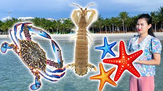 Changcady tìm thấy các con vật thú vị ở bờ biển, con cua, con cá, bề bề, sao biển - Part 438