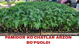 Pamidor Koʻchatlar Narxlari