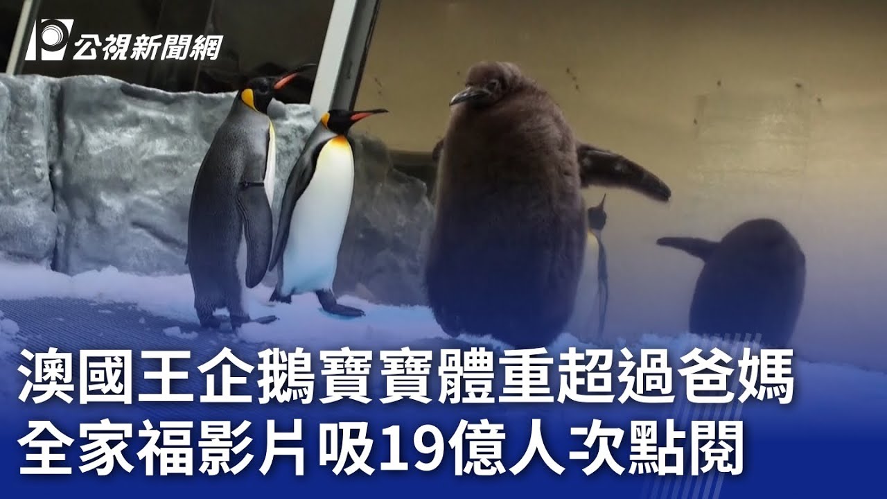 澳國王企鵝寶寶體重超過爸媽 全家福影片吸19億人次點閱｜20240925 公視新聞全球話