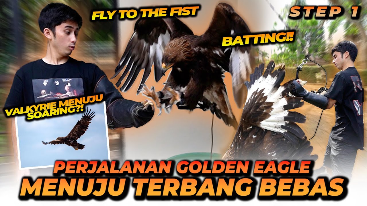 NGELATIH GOLDEN EAGLE MENUJU SOARING !! BISA TERBANG BEBAS TAPI BALIK LAGI KE PEMILIKNYA !?