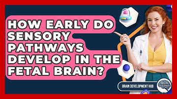 How Early Do Sensory Pathways Develop In The Fetal Brain? - Brain Development Hub