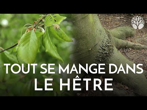 Vidéo: A quoi ressemble une graine de hêtre ?