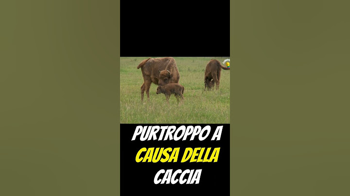 Sapevi questa curiosità sul bisonte americano? è considerato l'animale più grande del Nord America🦬