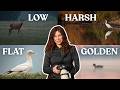 How to Edit Wildlife Photos in 4 Lighting Scenarios | DxO PhotoLab 9 Tutorial