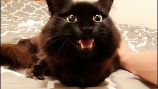 My cat replies to me many times with smily face  talking cat