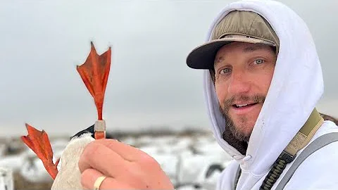 The Oldest Banded Mallard I Have Ever Seen but This wasn't suppose to happen..