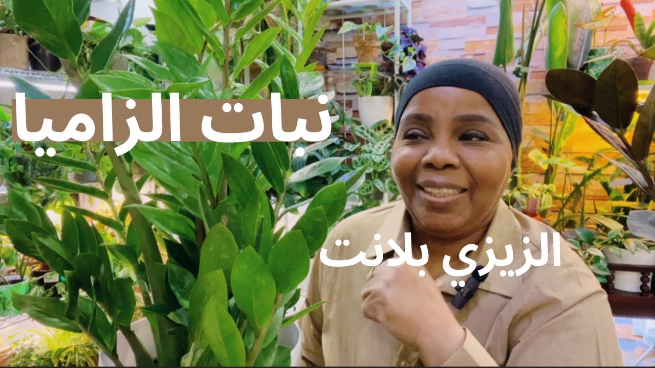 نبات الزاميا زيزي بلانت سهلة العناية والاهتمام