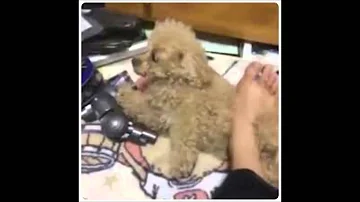 تحميل トイプードル 虐待