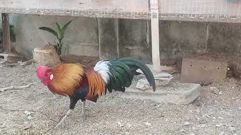 ลูกผสมสายเหลืองสวยๆ#ไก่ต่อ #ไก่ป่า #ไก่สีขาว #qaibdib