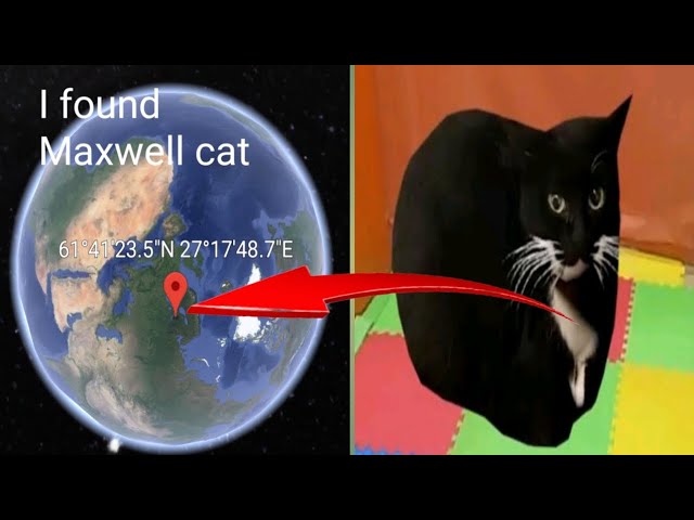 Replying to @stumble_guys_bingo_bomb Maxwell Beluga cat 🐈‍⬛ #maxwellt