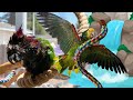 5 parrots get their weekly bath on Wet Chicken Wednesday