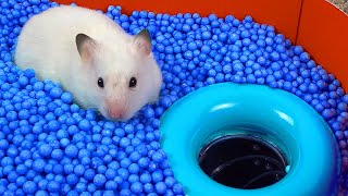 World's Largest Hamster Maze Obstacle course!