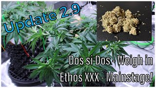 Update 2.9 | Weigh-in for Dos si Dos clones, Plus Ethos enters Mainstage!