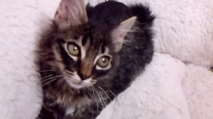 Watch the video about Asylum's Bunny Chaos Complete! - Longhaired Brown Tabby Japanese Bobtail