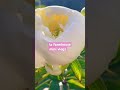 spring mini vlog, waiting for my beautiful peonies, growing flowers #peonies