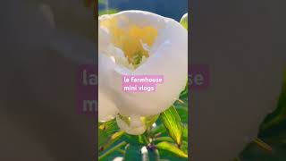 spring mini vlog, waiting for my beautiful peonies, growing flowers #peonies