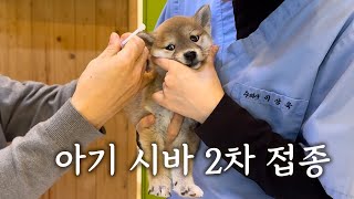 [Eng sub] 아기 시바 2차 접종, 여기저기 돌아다닌 날 | Baby shiba Zett's 2nd Vaccination Day