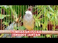 Tembakan Cucak Jenggot Jantan Gacor Nembak Rapat Kicau Pidong Mp3 - Mp4 Download