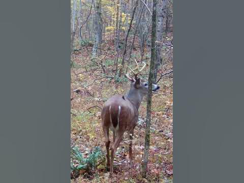 Buck Grunt Sound (VOLUME UP) | #Shorts - YouTube