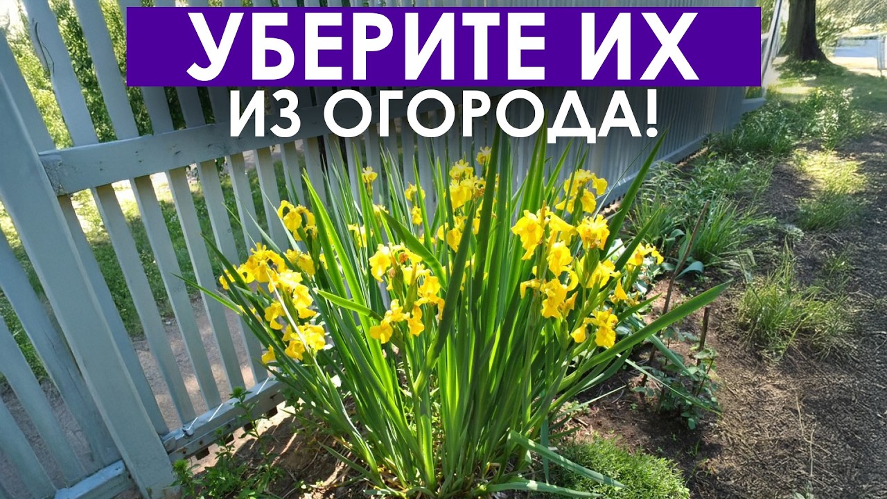 Жалею, что посадила ЭТО! 8 ХУДШИХ растений превратили дачу в АД!