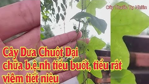 Cây Dưa Chuột Dại chữa bệnh Tiểu buốt, Tiểu rắt, viêm tiết niệu