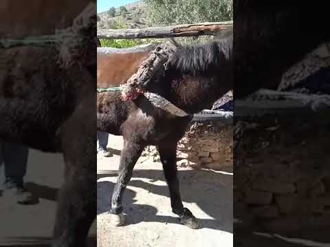 شاهد معصرة الزيتون التقليدية بإقليم تازة