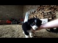 VR180 Funny and cute Puppies are playing, barking and howling
