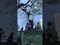 Rescate en Paseo de la Reforma: Hombre escala árbol frente al Ángel de la Independencia