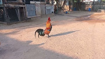 13 (1)Saib qaib noob qaib tuaj zoo heev nawb 2025