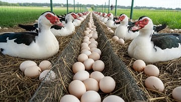 How to raise muscovy ducks for eggs and meat for business - Organic muscovy duck farming