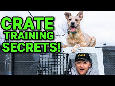 The TRUTH about crate training your dog!