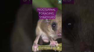 Nocturnal Foraging Strategies