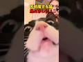 邪魔なんかじゃないよ❤️ #猫 #cat #cats #cute