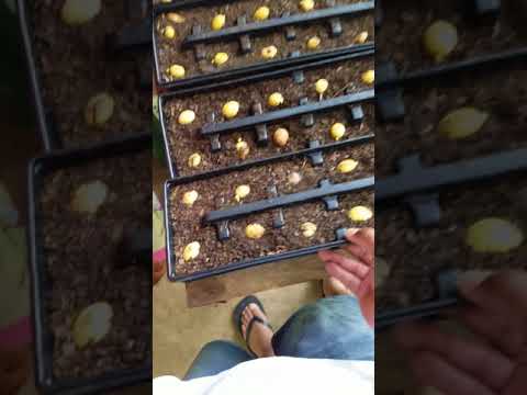 Sago palm seed planting and germination