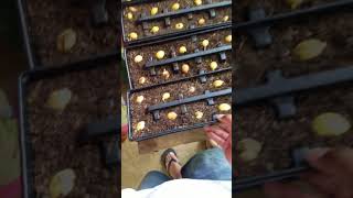 Sago palm seed planting and germination