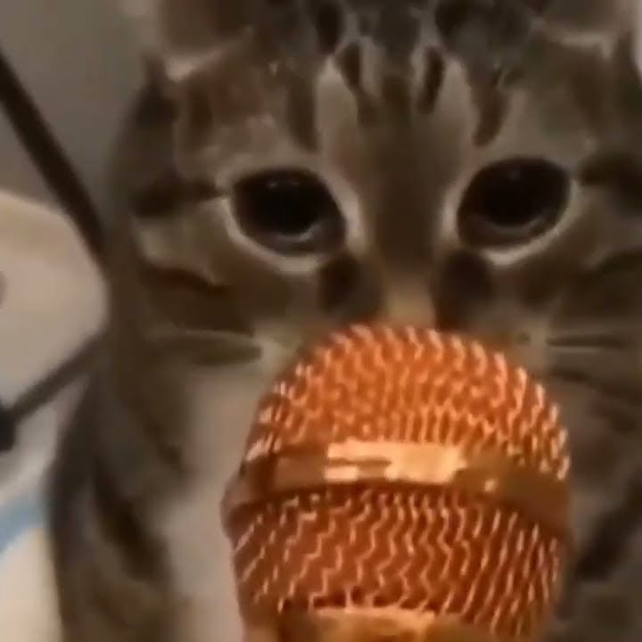 Мем с котом раша раша Вася Ложкин и его котики (фан-клуб) #картины #художник #выставка #котики #юмор #