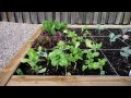 How To Space Vegetables In A Raised Bed