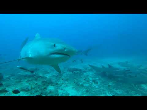 Beqa Lagoon Fiji - Tiger Shark and Bull Shark Feeding dives!