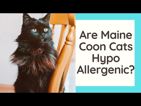 Vídeo: Os maine coons são hipoalergênicos?