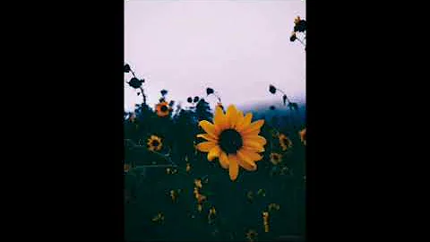 Harry Styles- Sunflower Vol. 6 (1 Hour Loop)