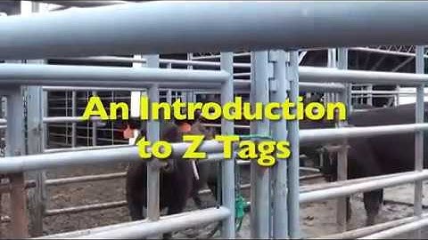 Introduction to Z Tags ear tags