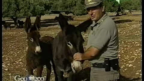 Come si chiamano gli abitanti di Martina Franca?