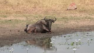 Playful Wildebeest bathing in the mud #mud #safari