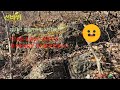 2025년 설통자리 황소자리찾기#bee